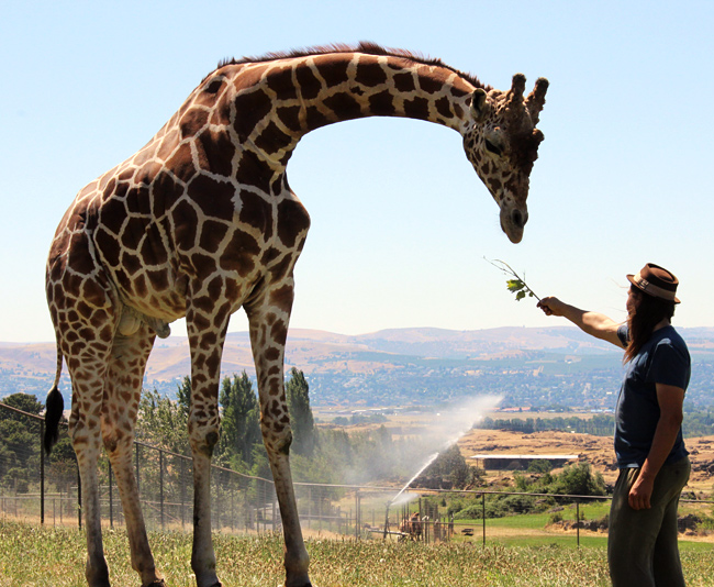 Jason and giraffe